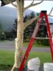 tree_foam_cage_ladder